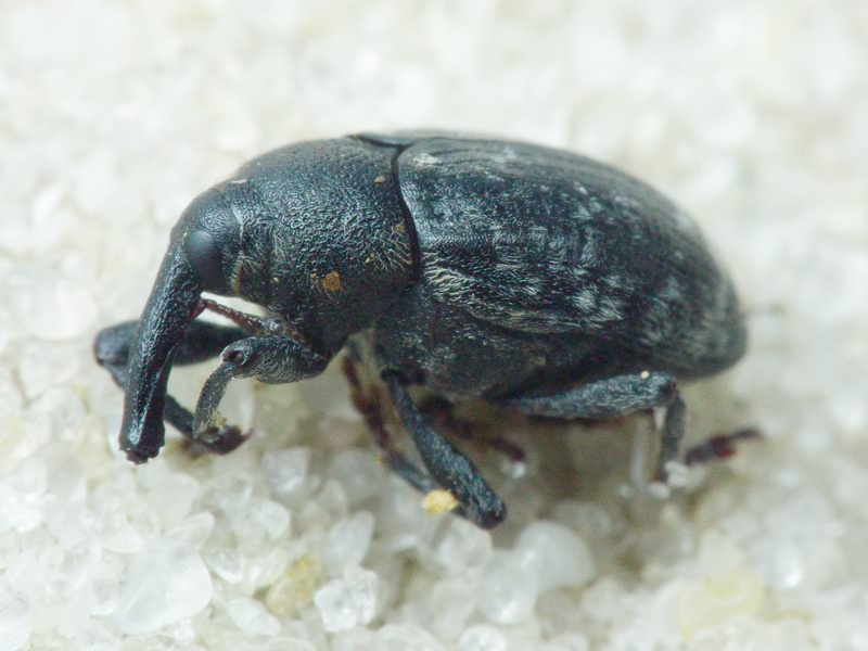 Larinus (Phyllonomeus) jaceae (Fabricius, 1775)